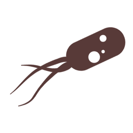 bacteria