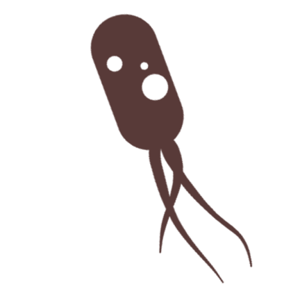 bacteria