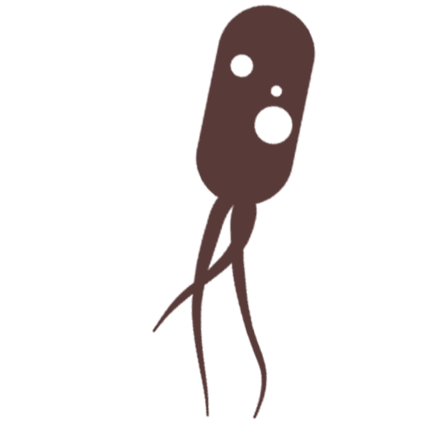 bacteria